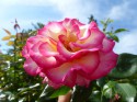 Jedna z kouzelných růží