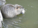 Nutrie