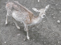 Daněk