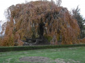 Převislý buk