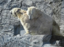 Páření ledních medvědů