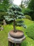 Bonsai