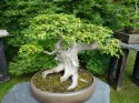 Bonsai