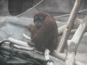 Orangutan