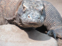 Varan